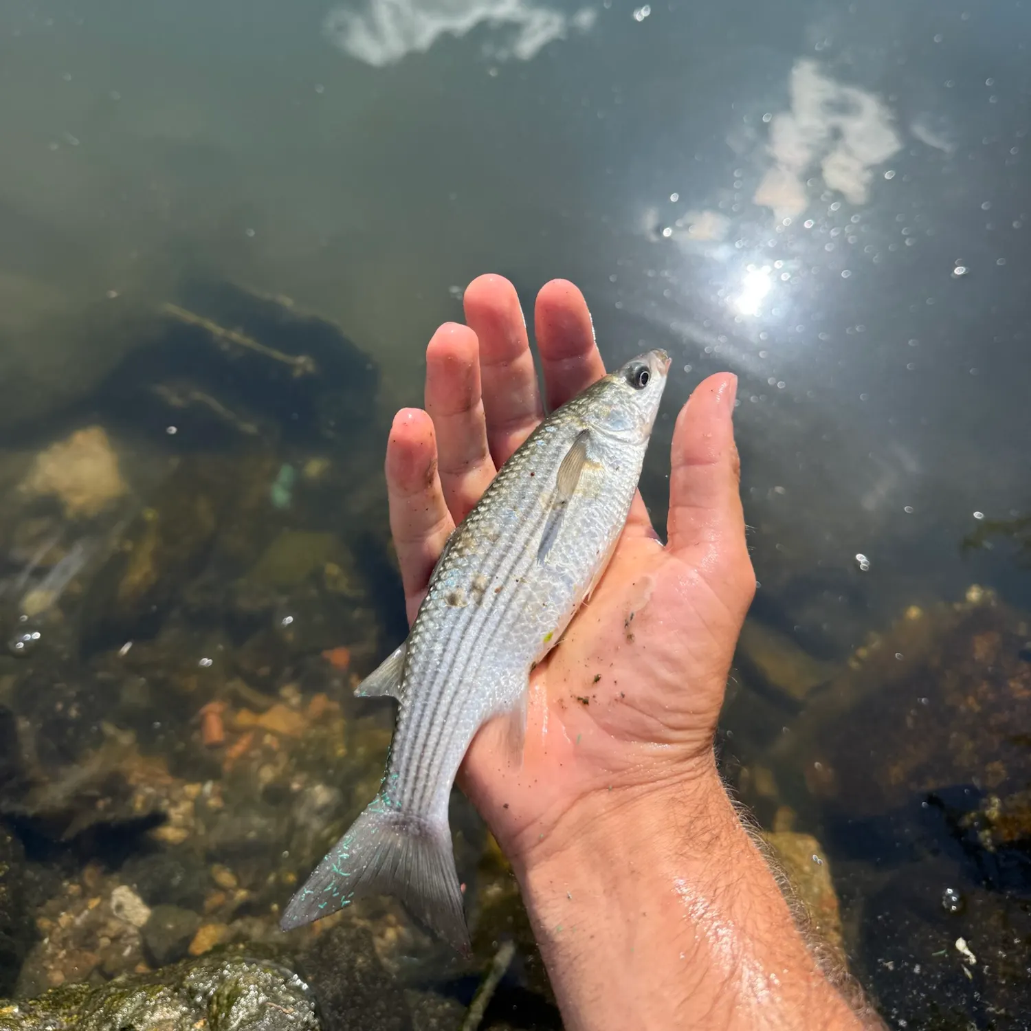 Thinlip grey mullet caught on Fishbrain