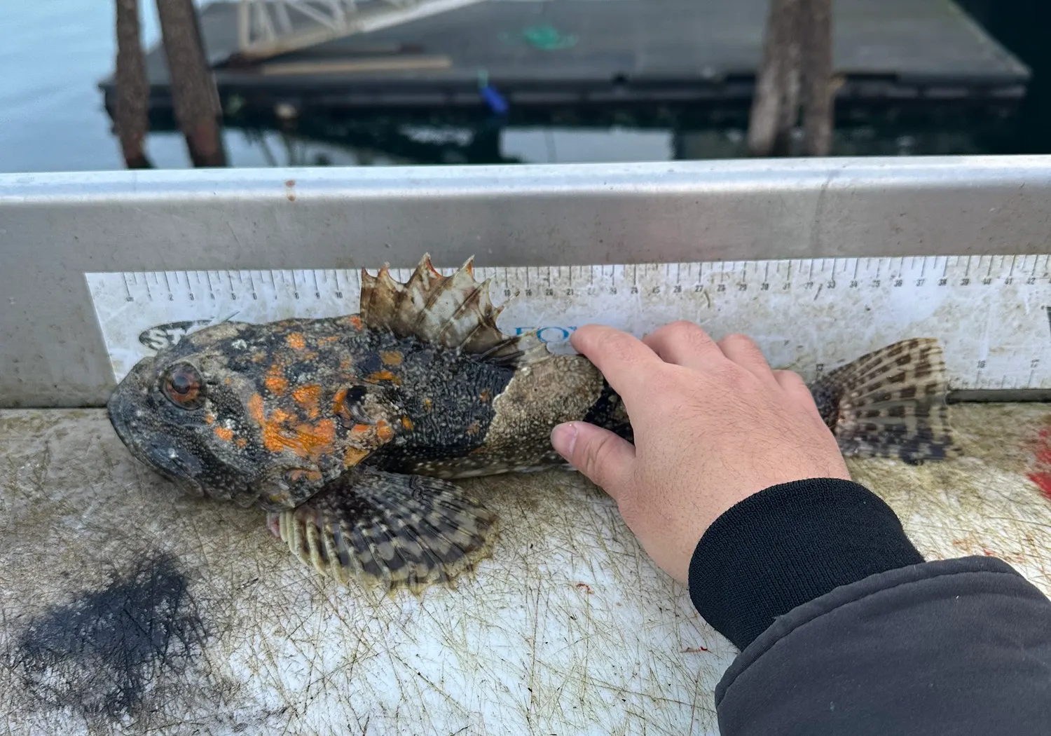 Pacific staghorn sculpin