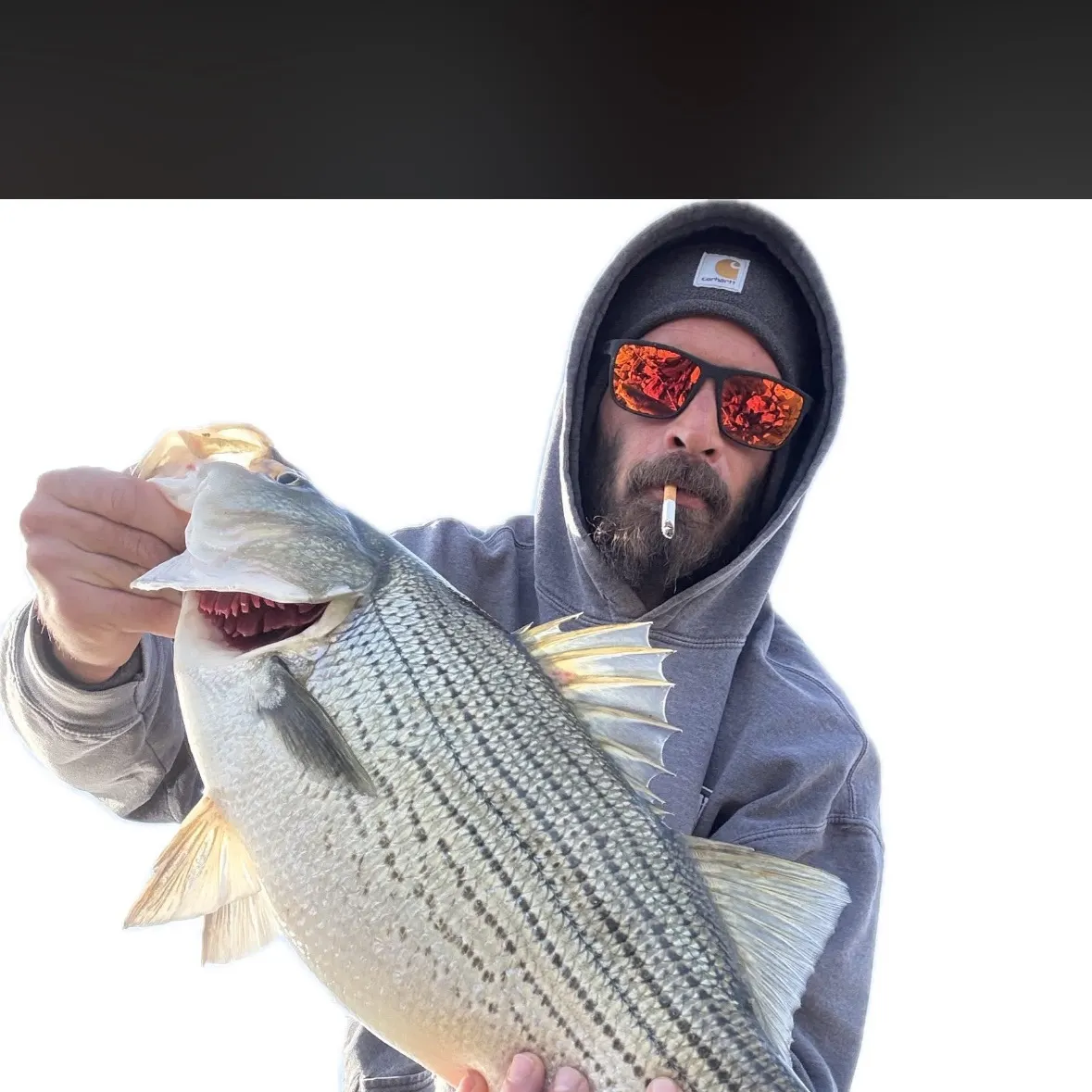 The most recent Hybrid striped bass catches on Fishbrain