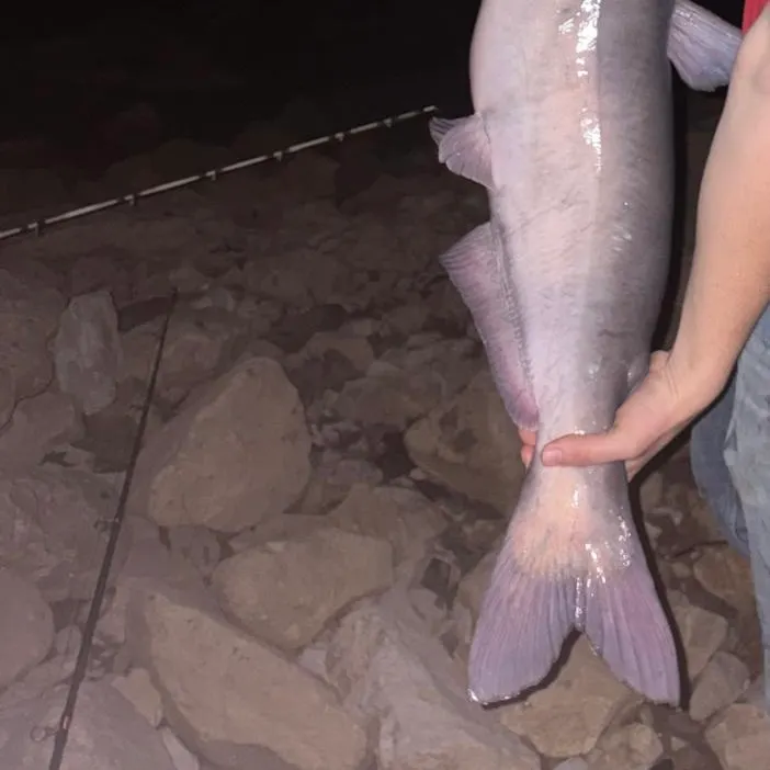 The most recent Blue catfish catches on Fishbrain