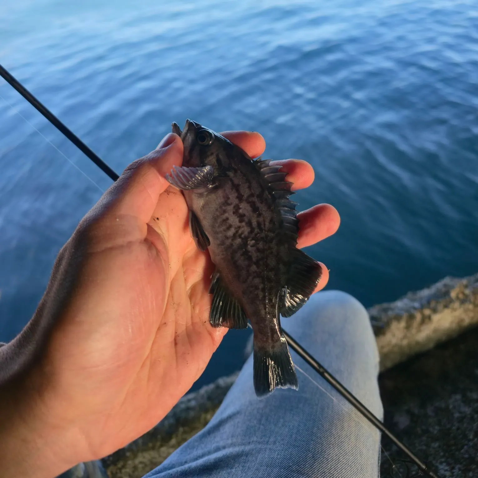 The most recent Blue rockfish catches on Fishbrain