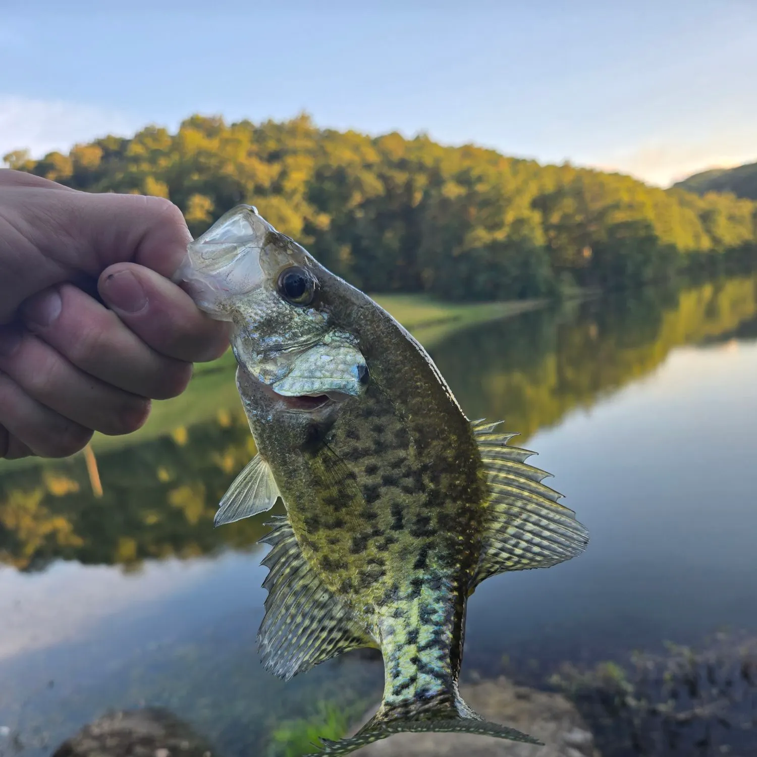 Black crappie caught on Fishbrain