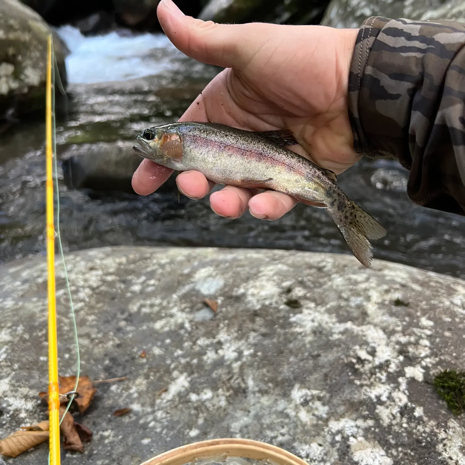 Rainbow trout caught on Fishbrain