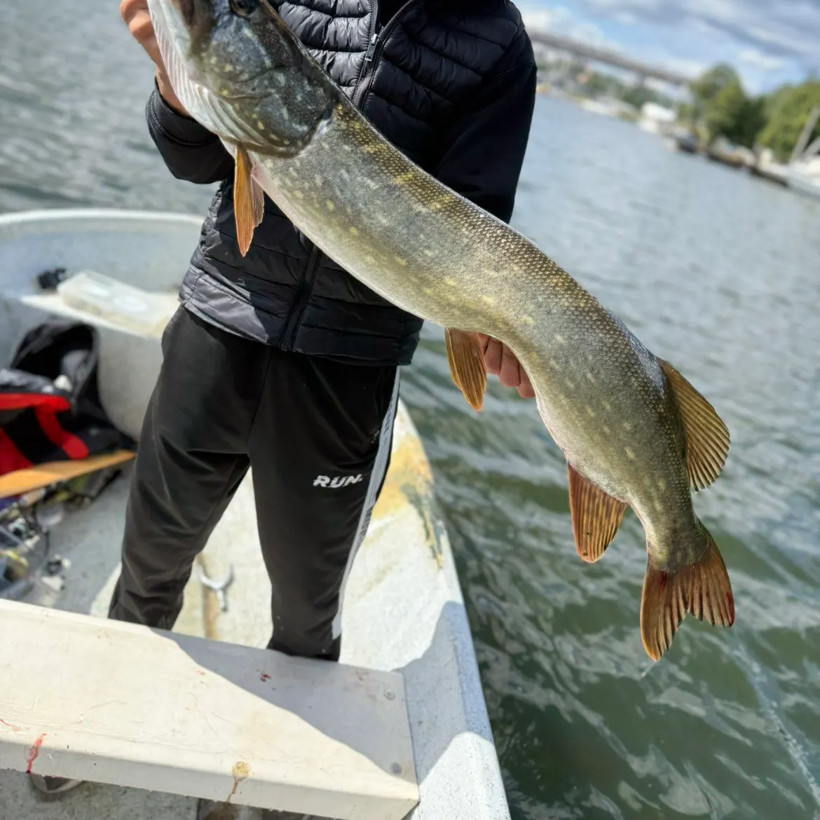 Northern pike caught on Fishbrain