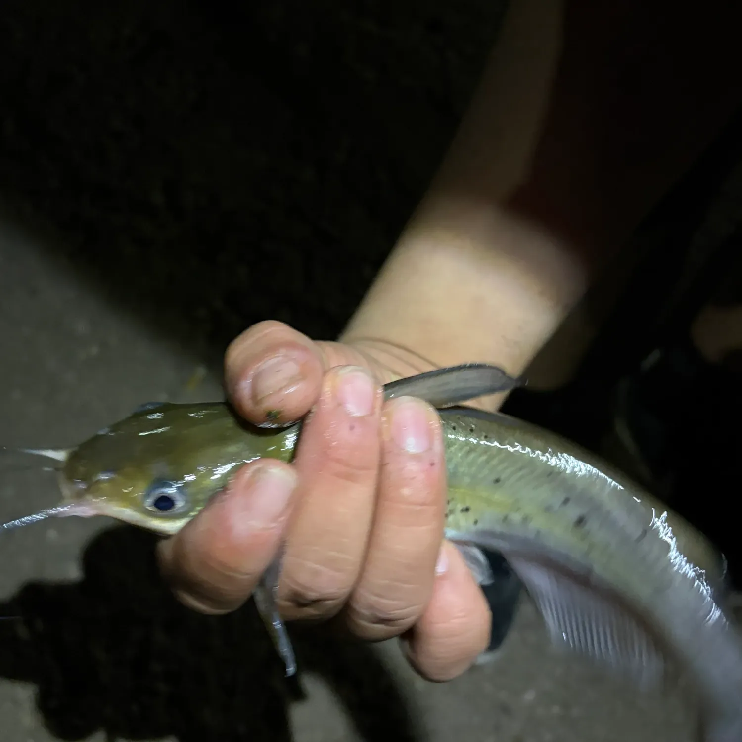 The most recent Channel catfish catches on Fishbrain