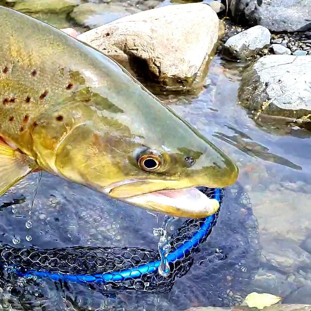 Brown trout caught on Fishbrain