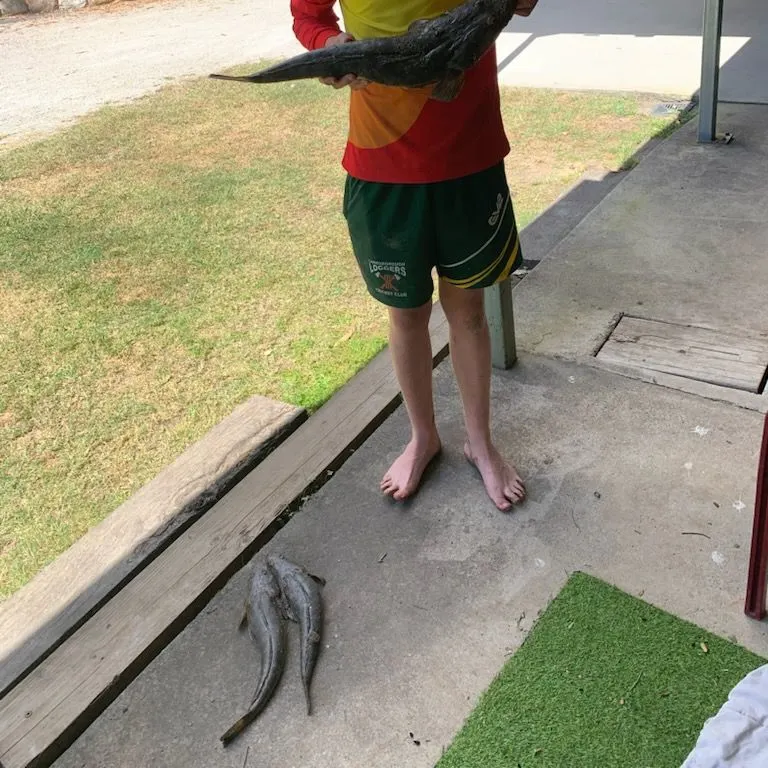 Dusky flathead caught on Fishbrain
