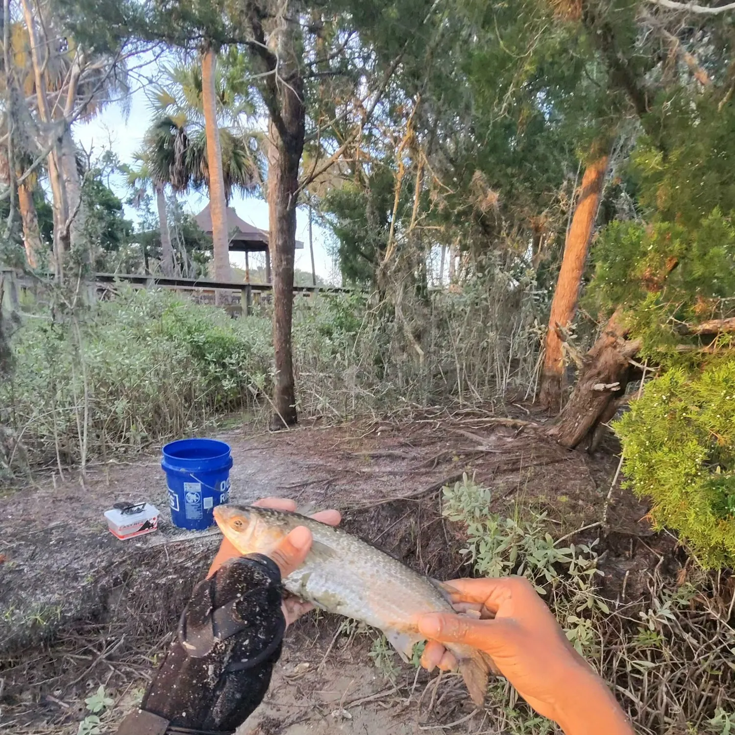 Yellow-eye mullet caught on Fishbrain