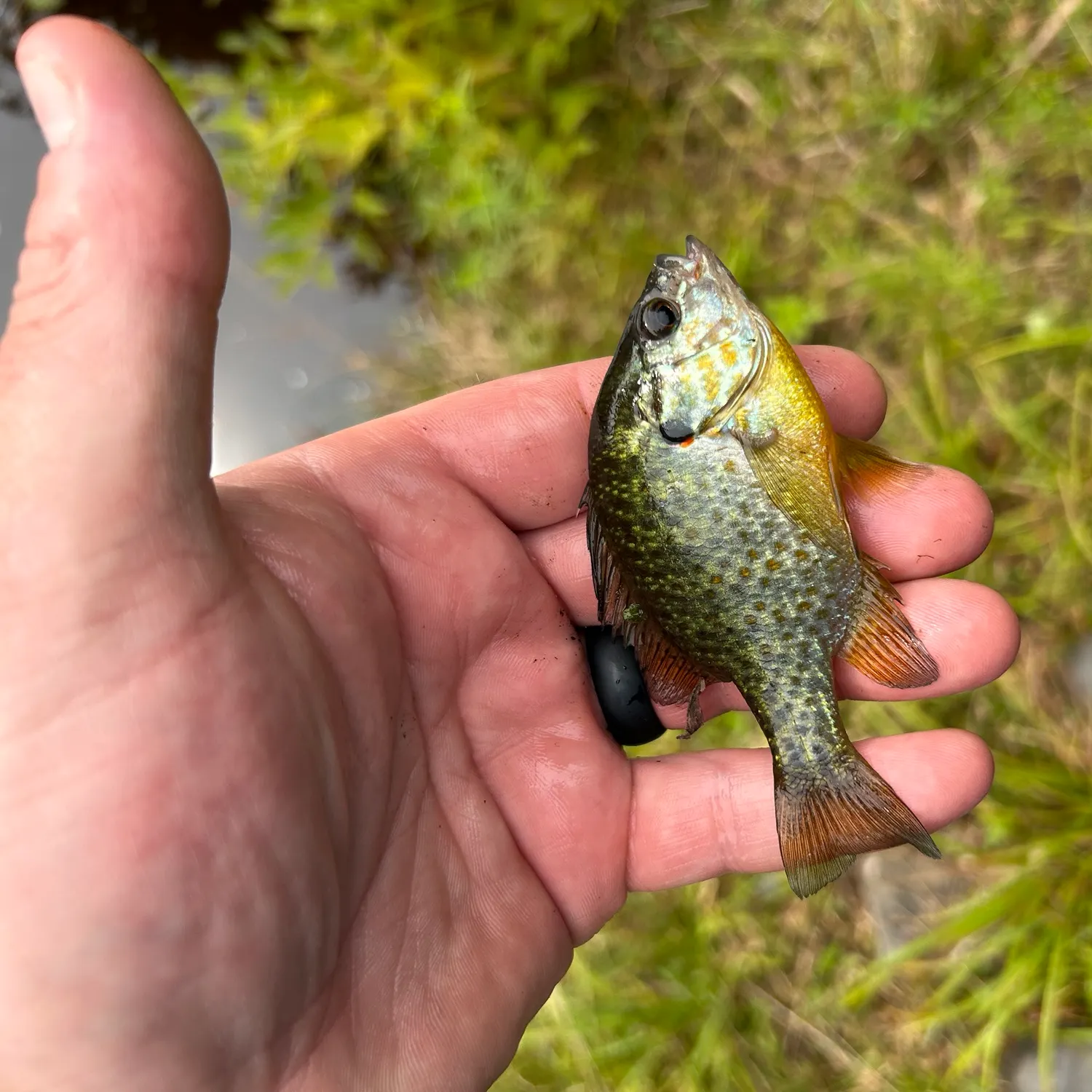 Pumpkinseed caught on Fishbrain