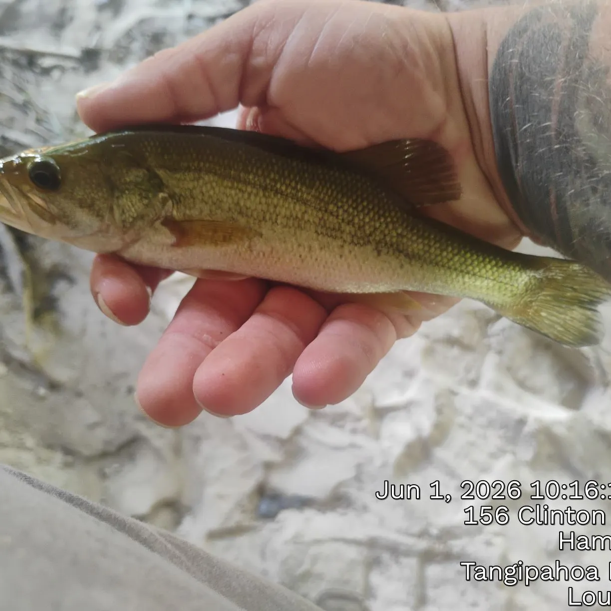 recently logged catches