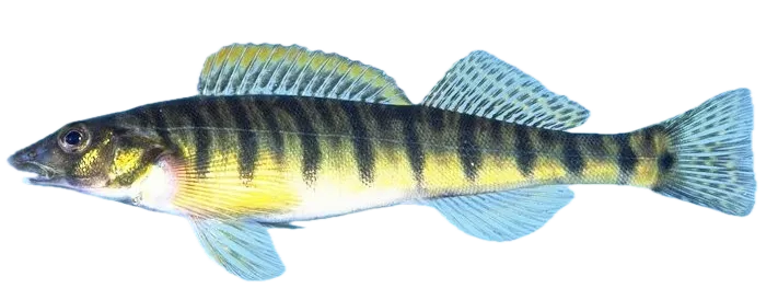 Common logperch