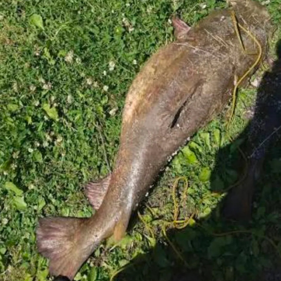 Fish caught on Fishbrain