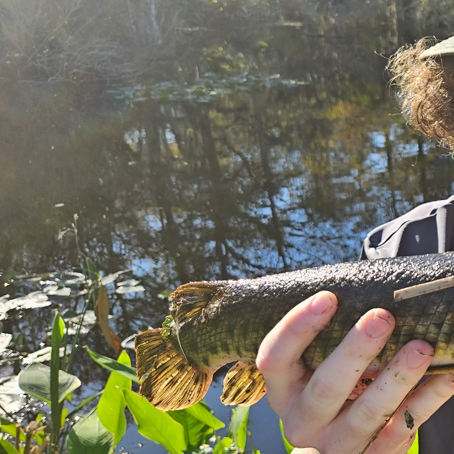 The most recent Spotted gar catches on Fishbrain