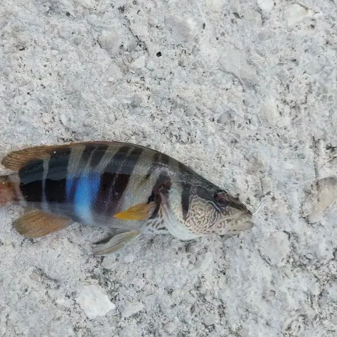 The most recent Painted comber catches on Fishbrain