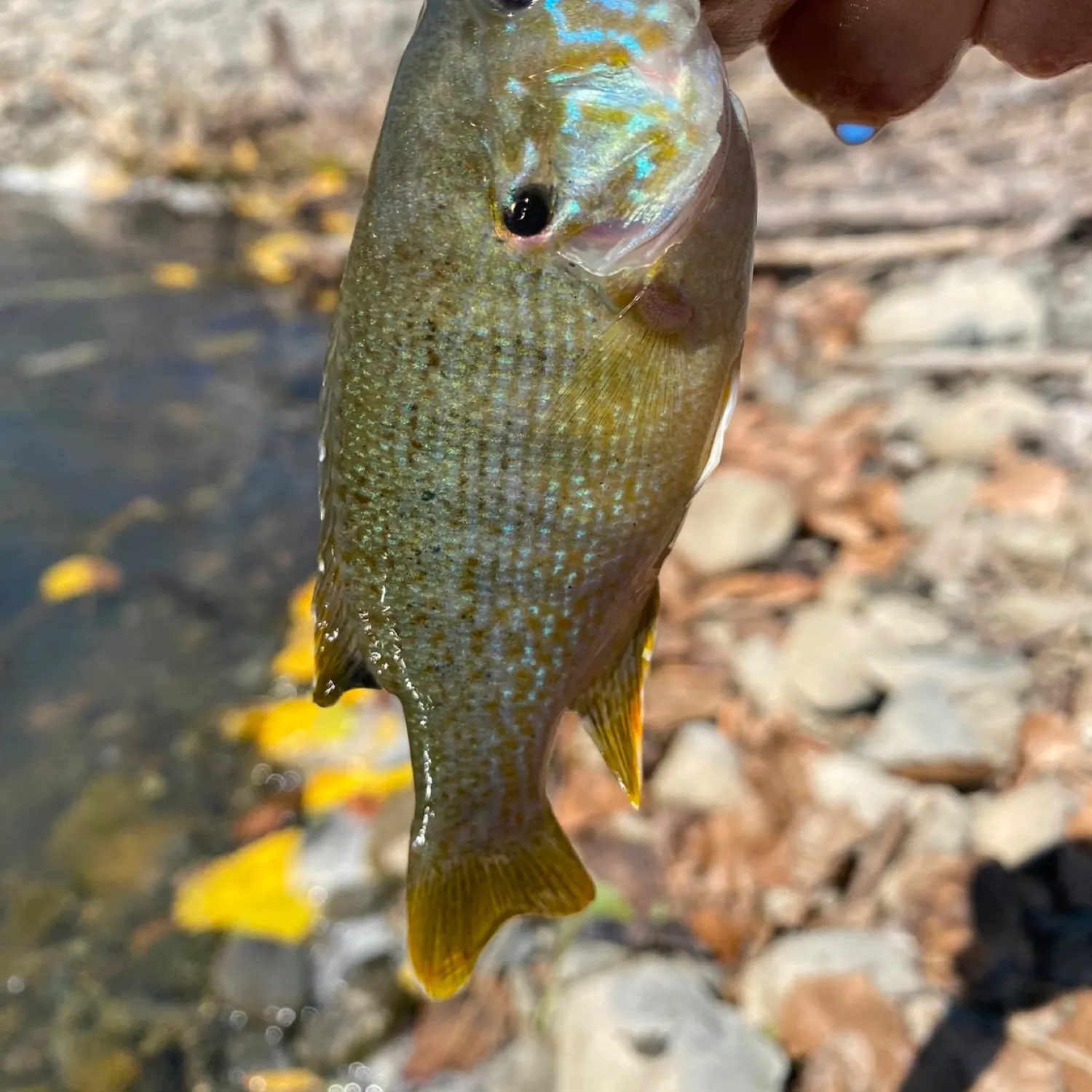 angler catch