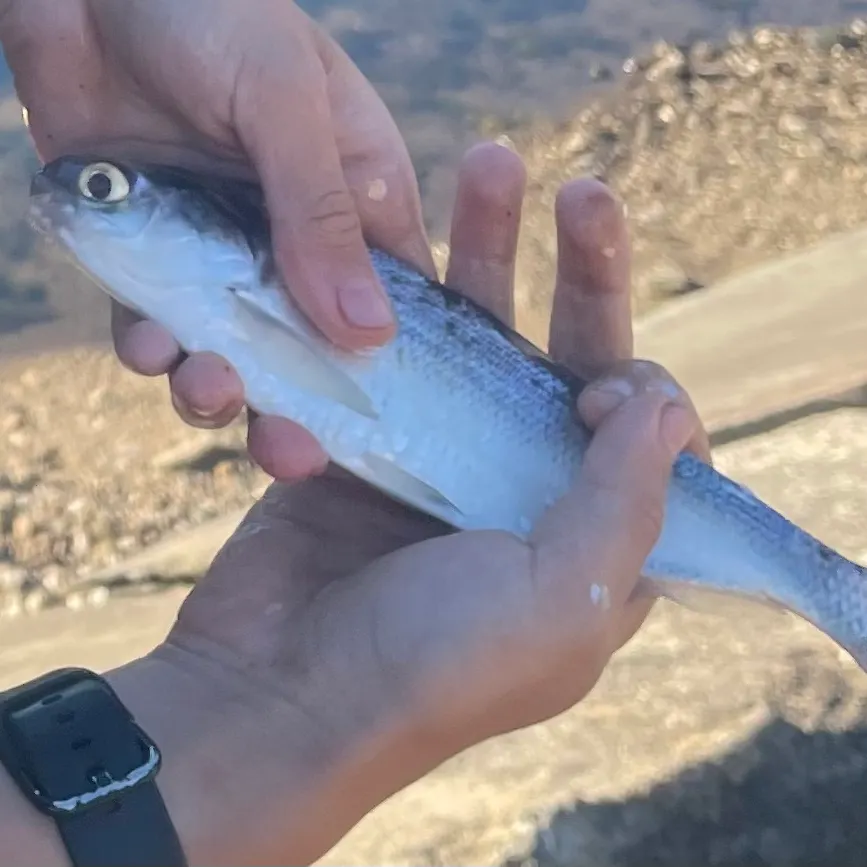 The most recent Hickory shad catches on Fishbrain