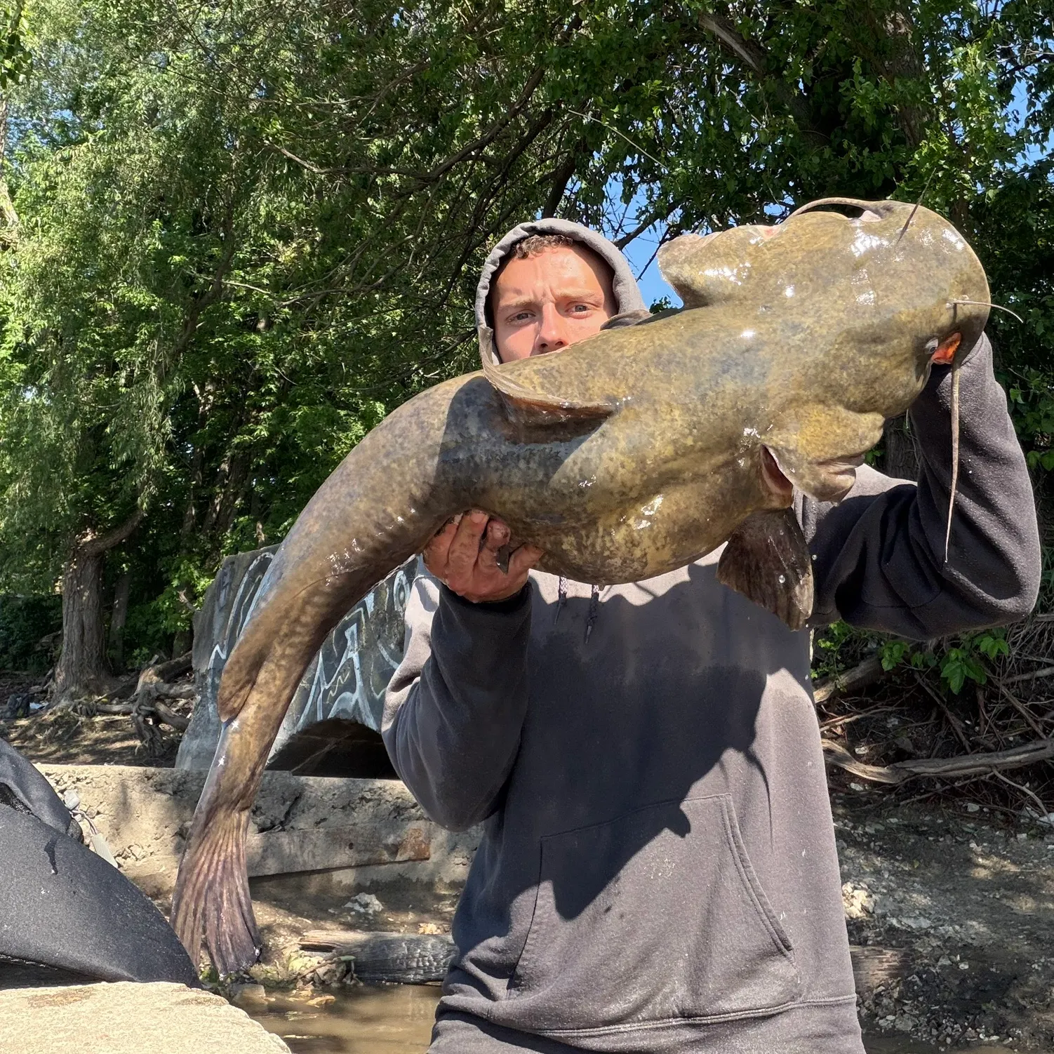 The most recent Flathead catfish catches on Fishbrain