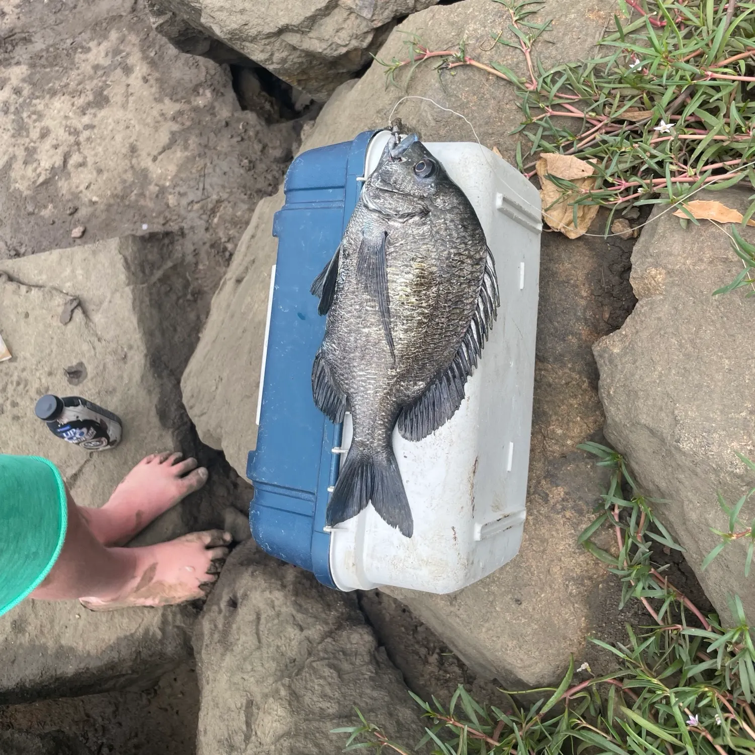 Fish caught on Fishbrain