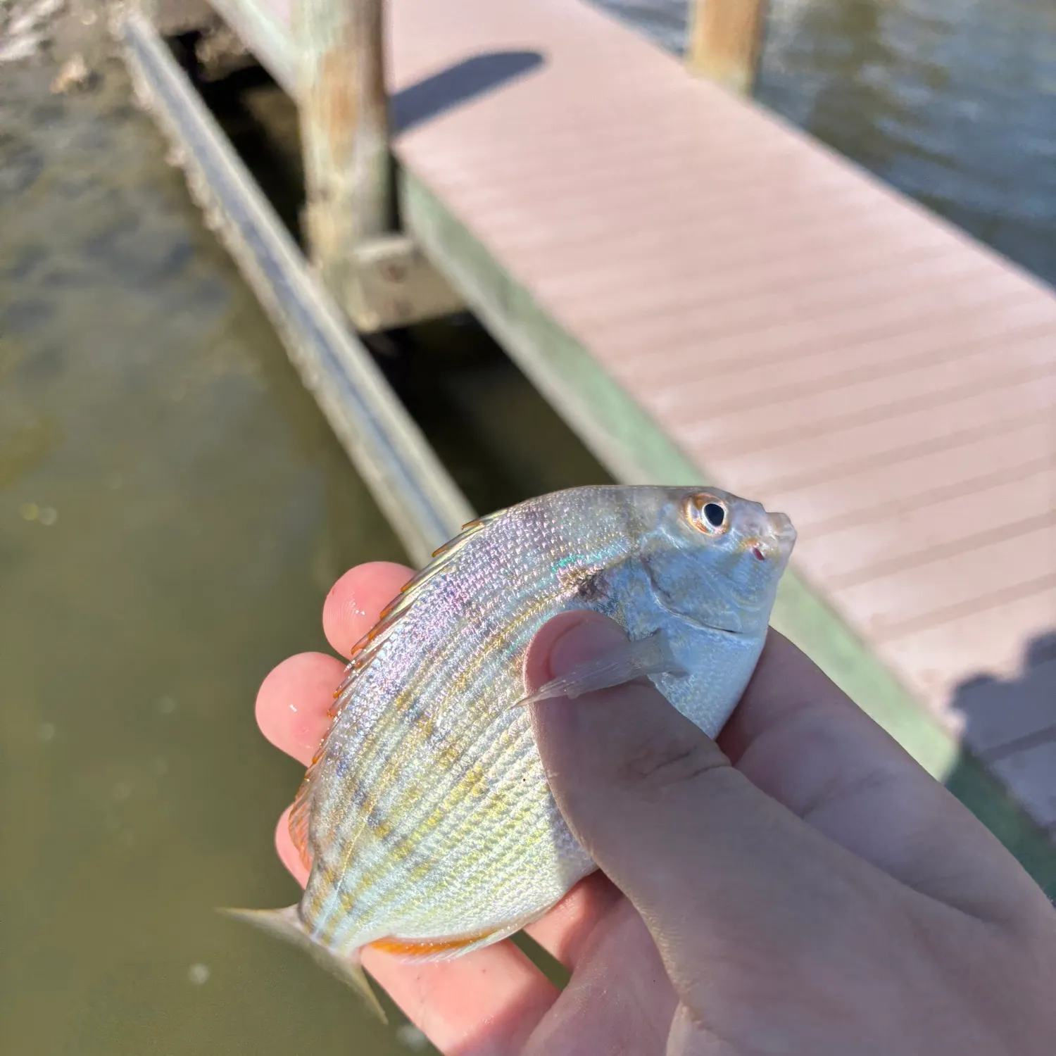 Pinfish caught on Fishbrain