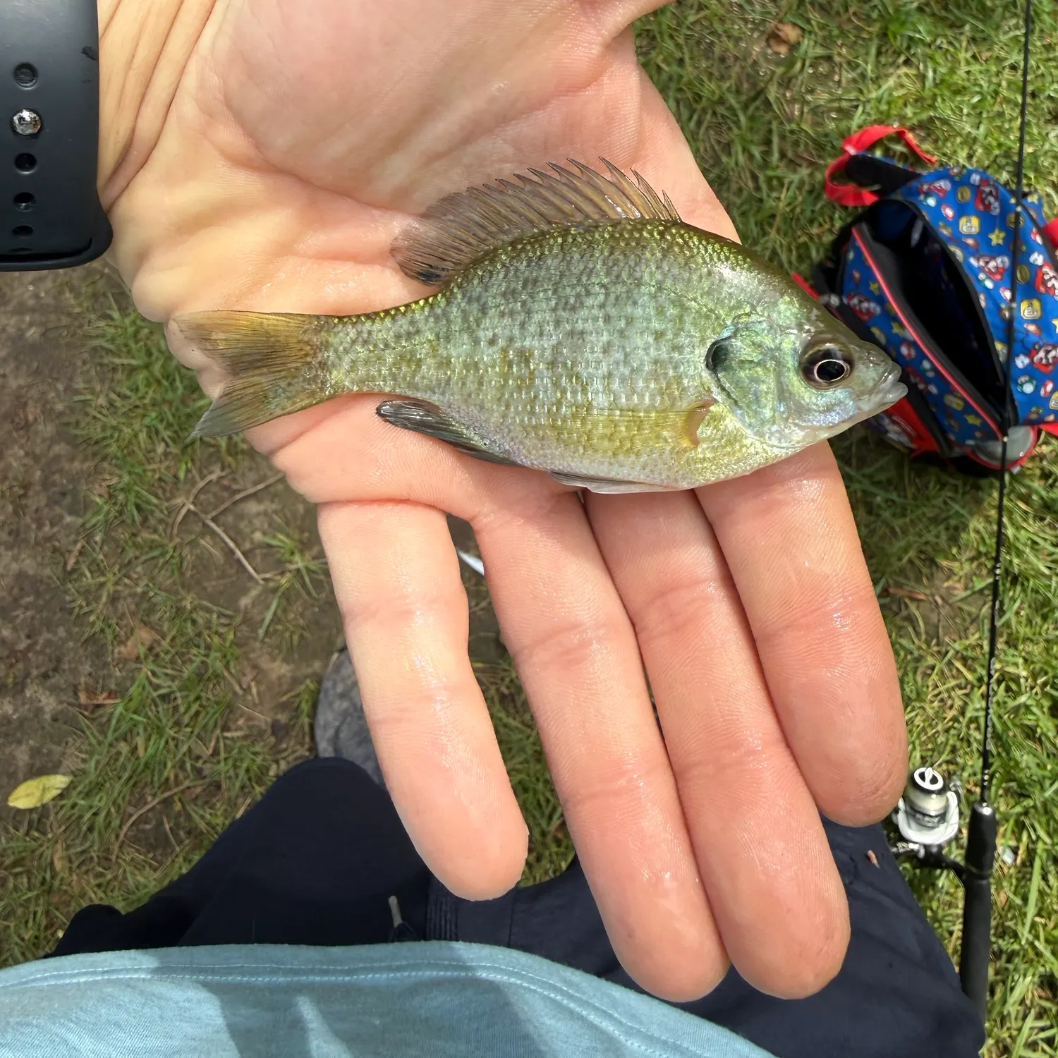 Bluegill caught on Fishbrain