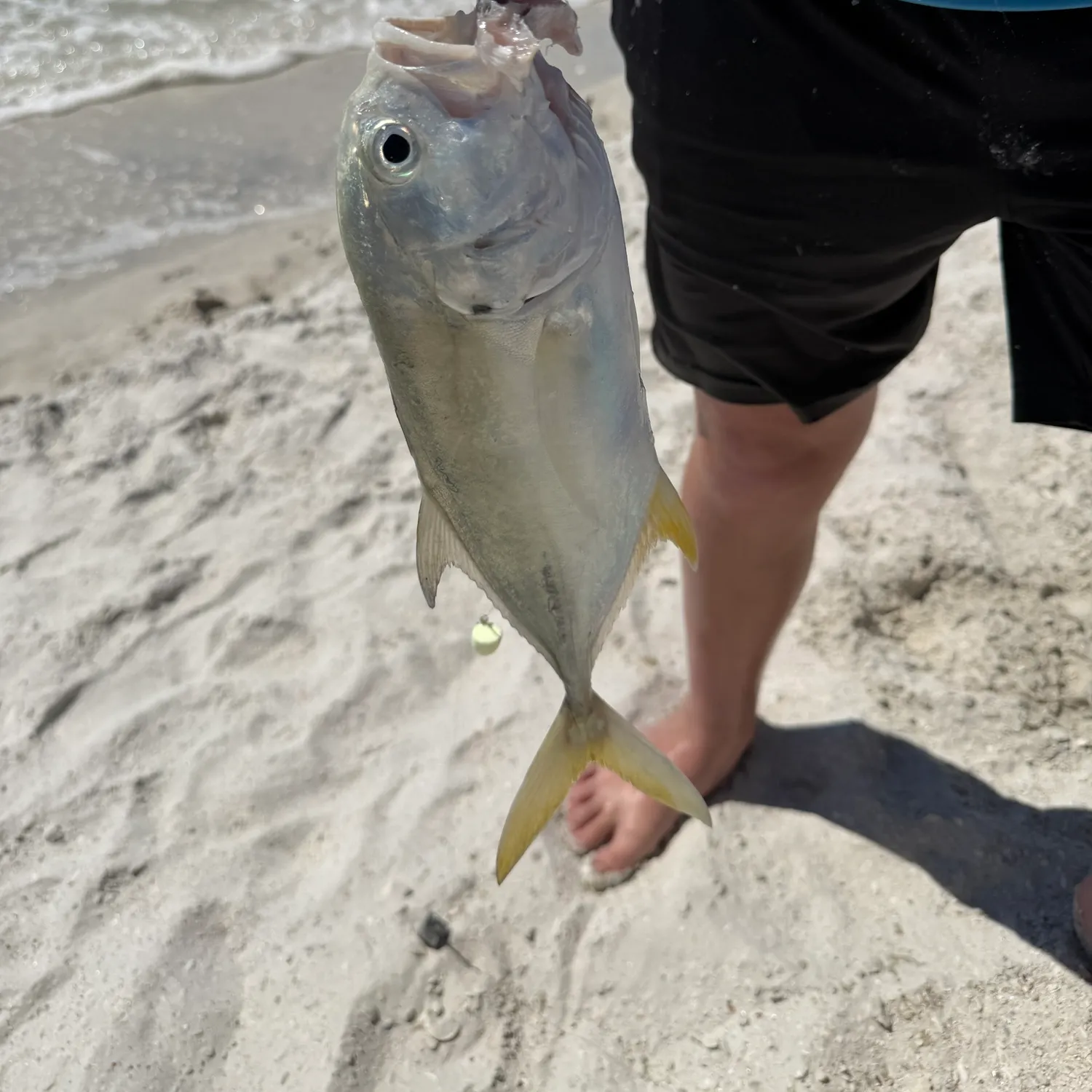 The most recent Yellow jack catches on Fishbrain