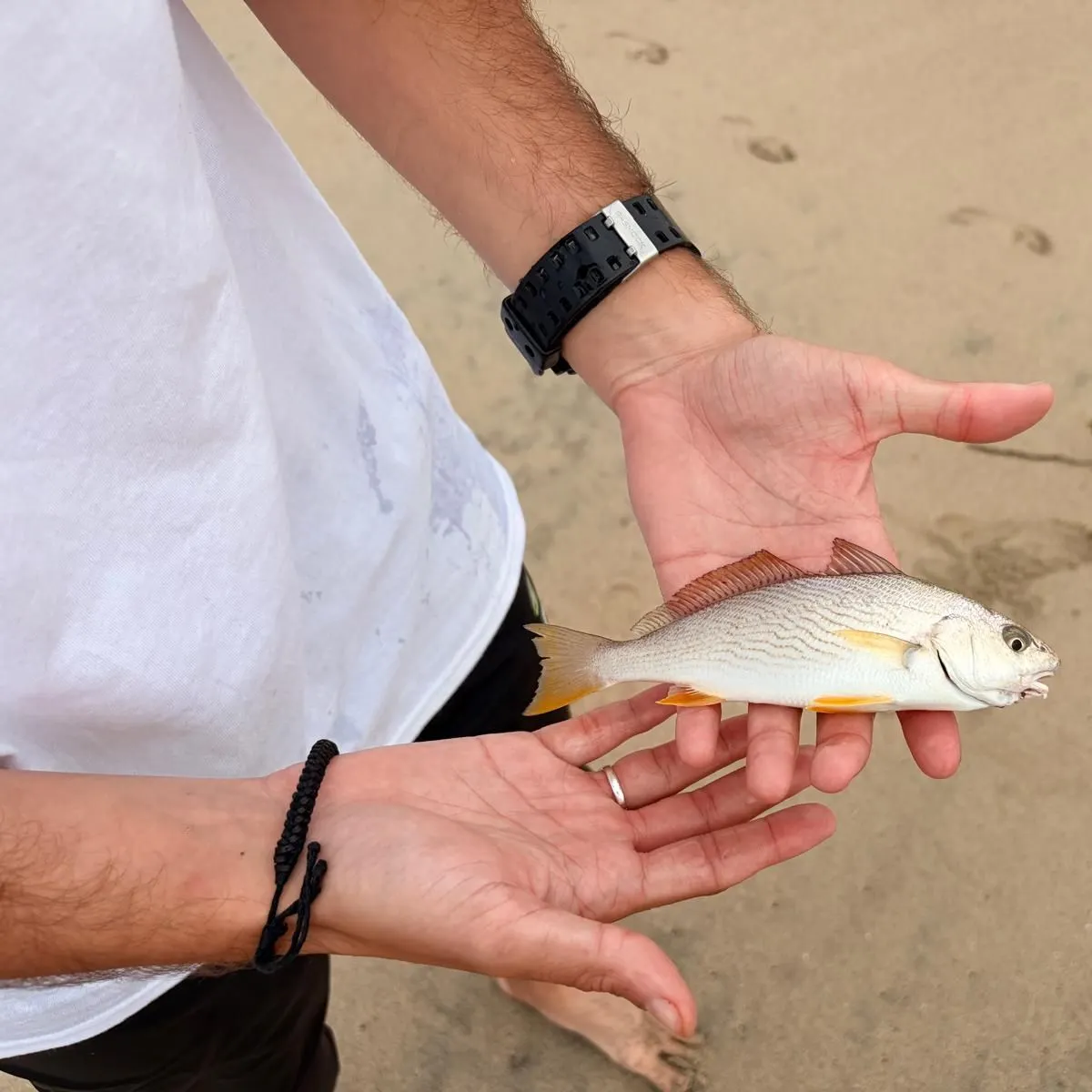 Yellowfin croaker caught on Fishbrain