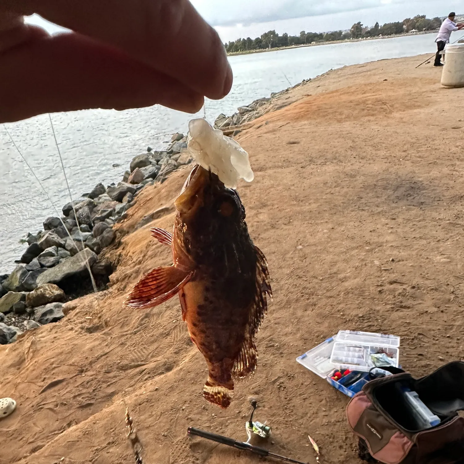 The most recent Cabezon catches on Fishbrain