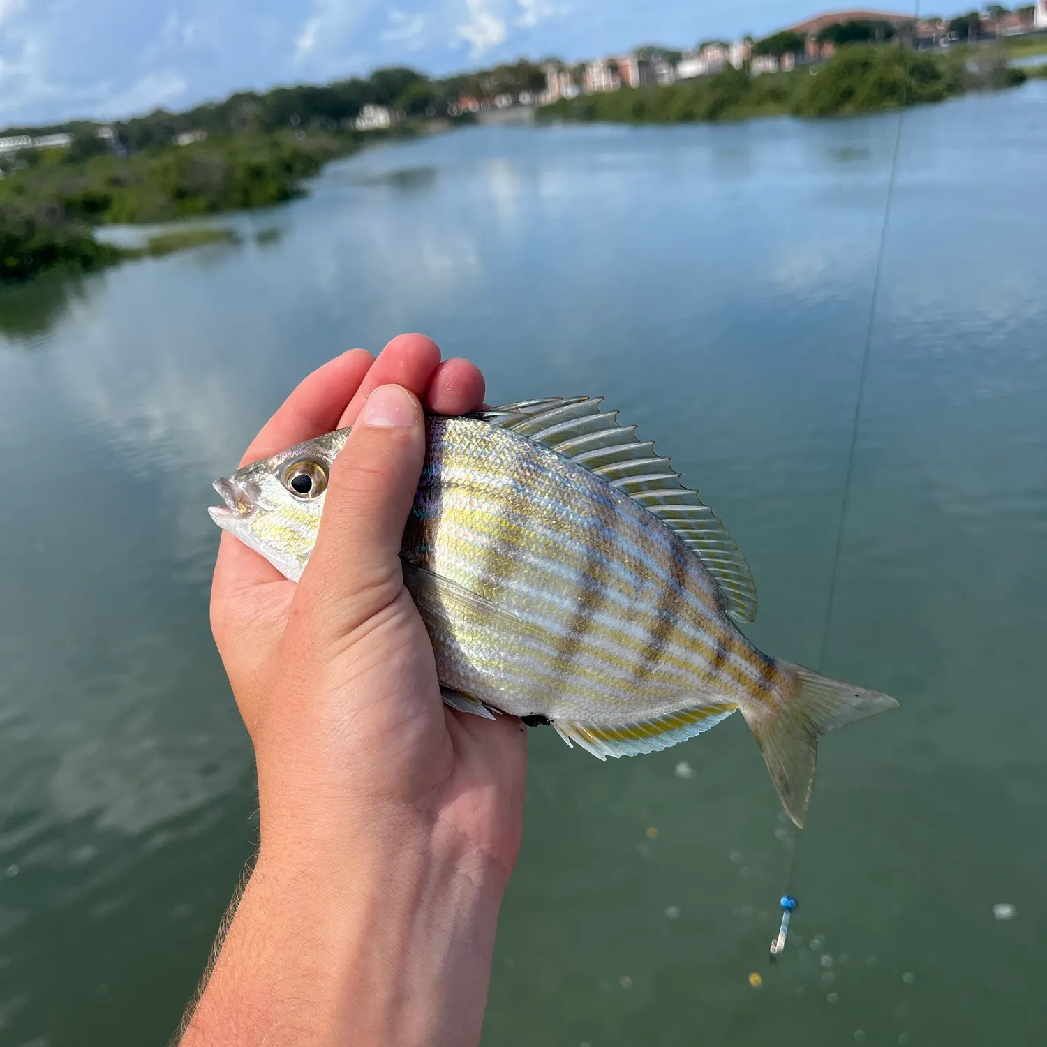 Pinfish caught on Fishbrain