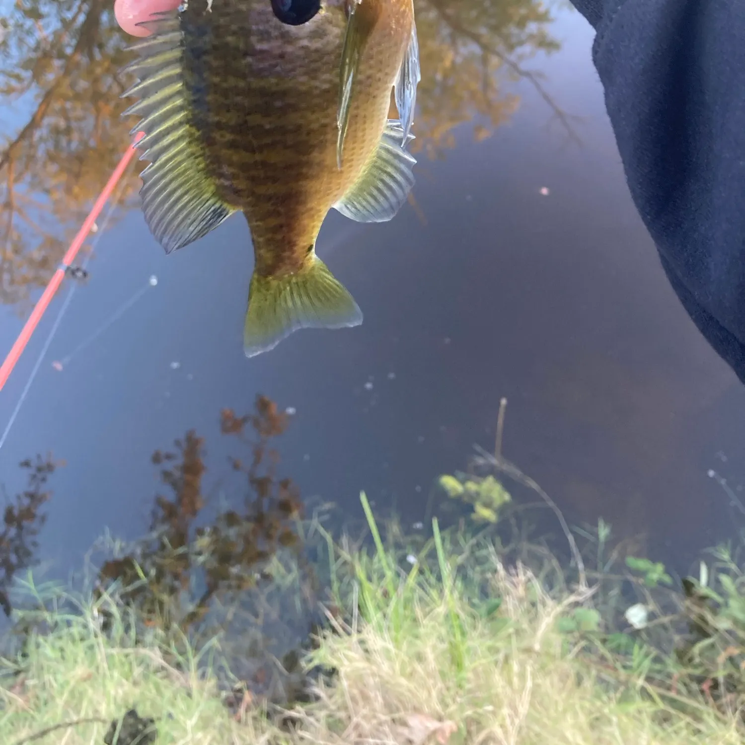 The most recent Bluegill catches on Fishbrain