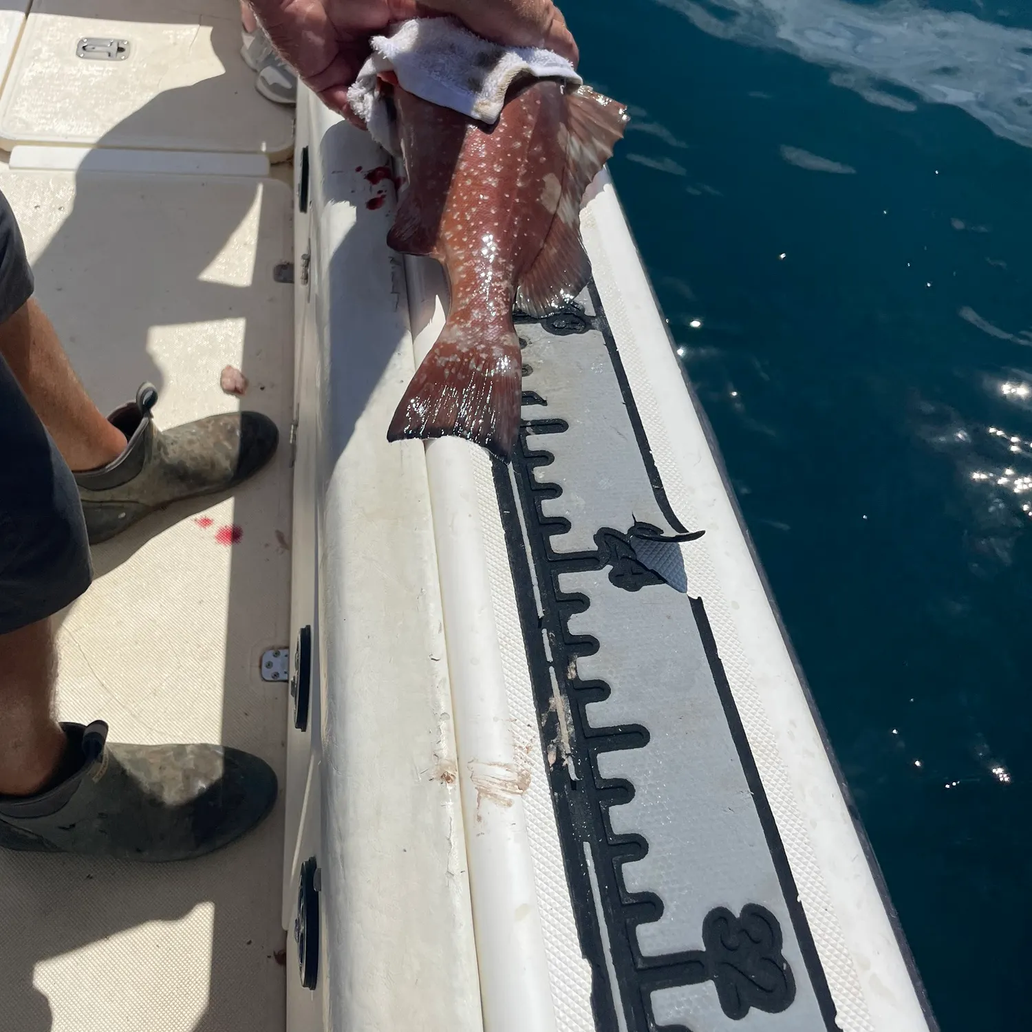 Red grouper caught on Fishbrain