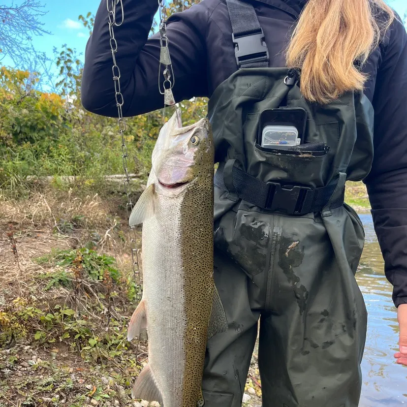 Steelhead caught on Fishbrain