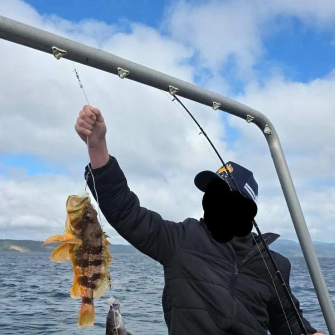 The most recent Halfbanded seaperch catches on Fishbrain