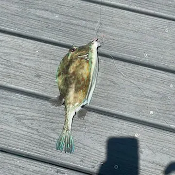 The most recent Scrawled cowfish catches on Fishbrain