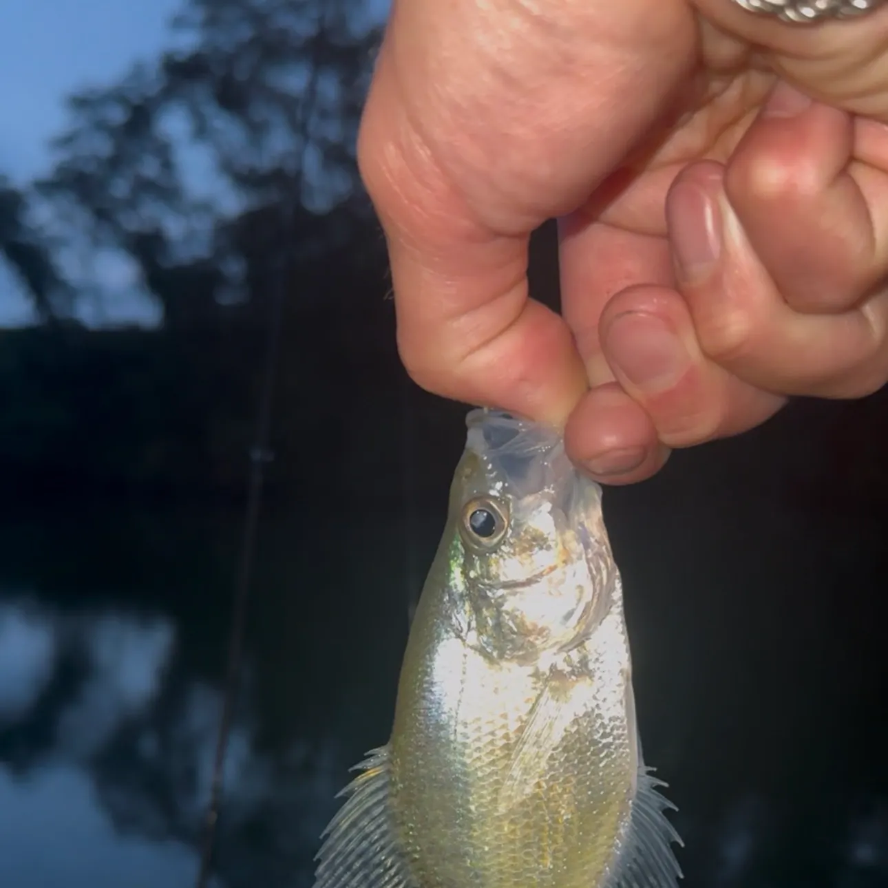 White crappie caught on Fishbrain