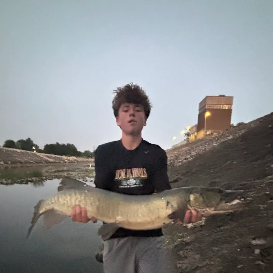 The most recent Muskellunge catches on Fishbrain