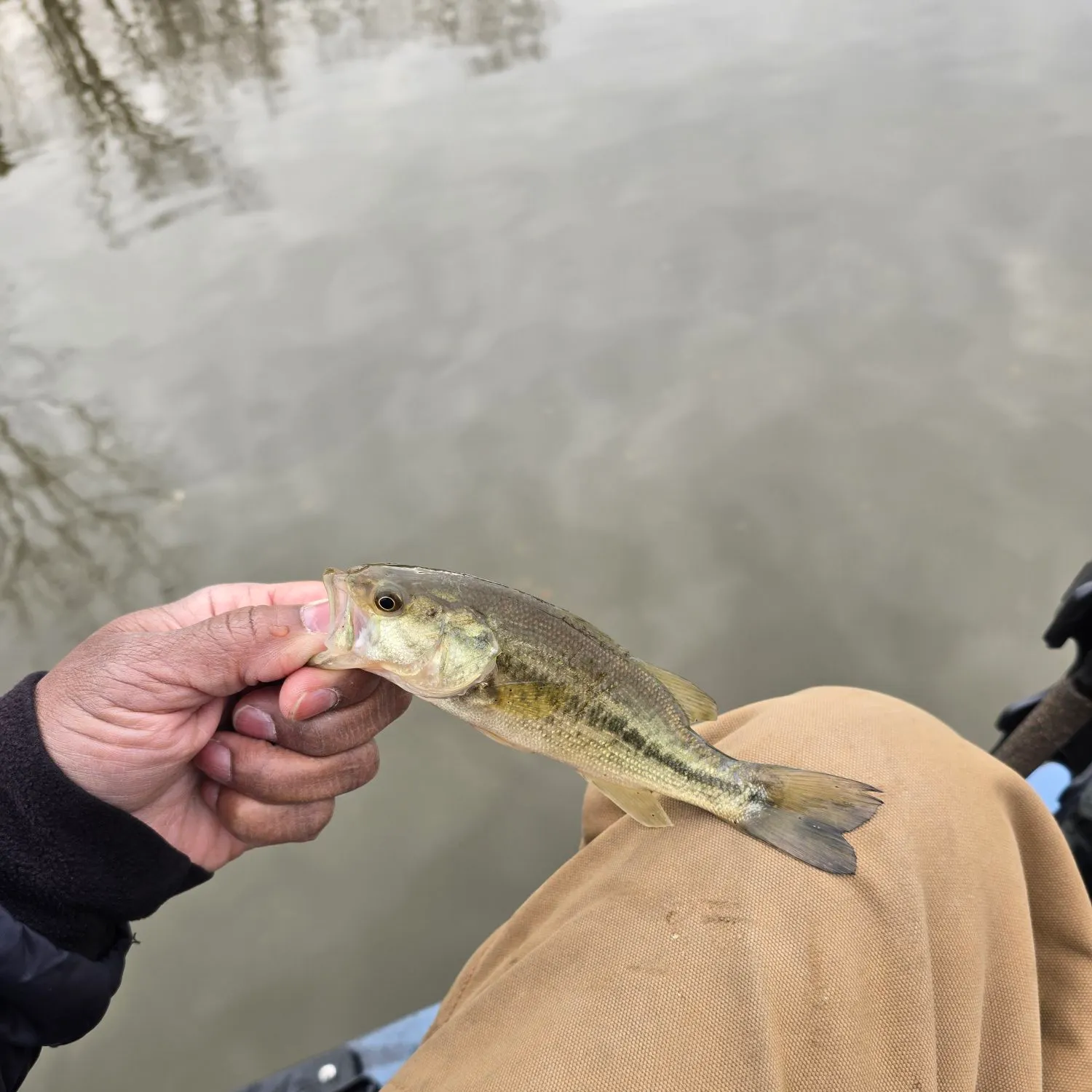 The most recent Largemouth bass catches on Fishbrain