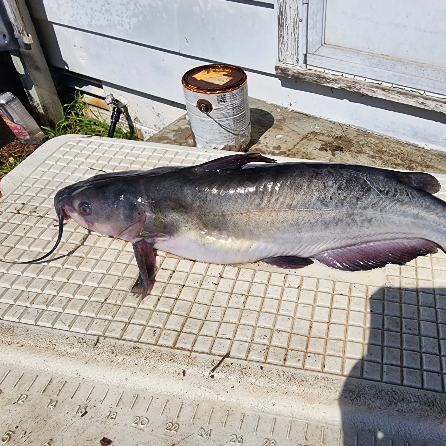 White bullhead caught on Fishbrain