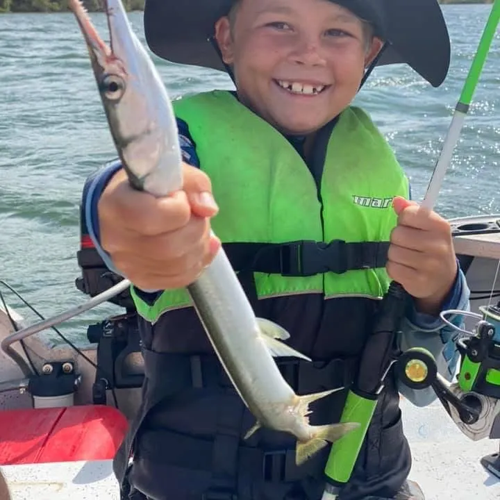 Flat needlefish caught on Fishbrain