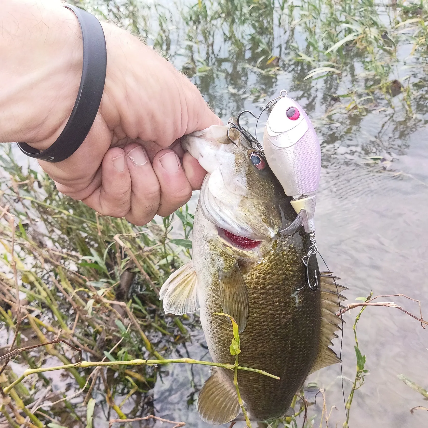 Smallmouth bass caught on Fishbrain