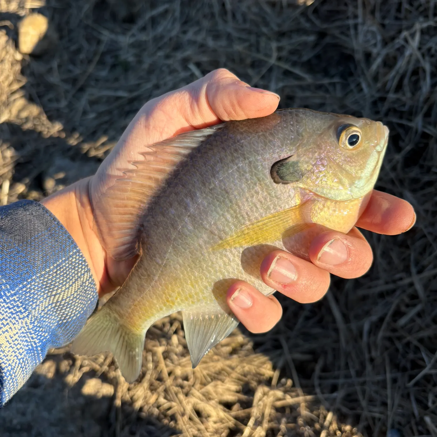 The most recent Bluegill catches on Fishbrain