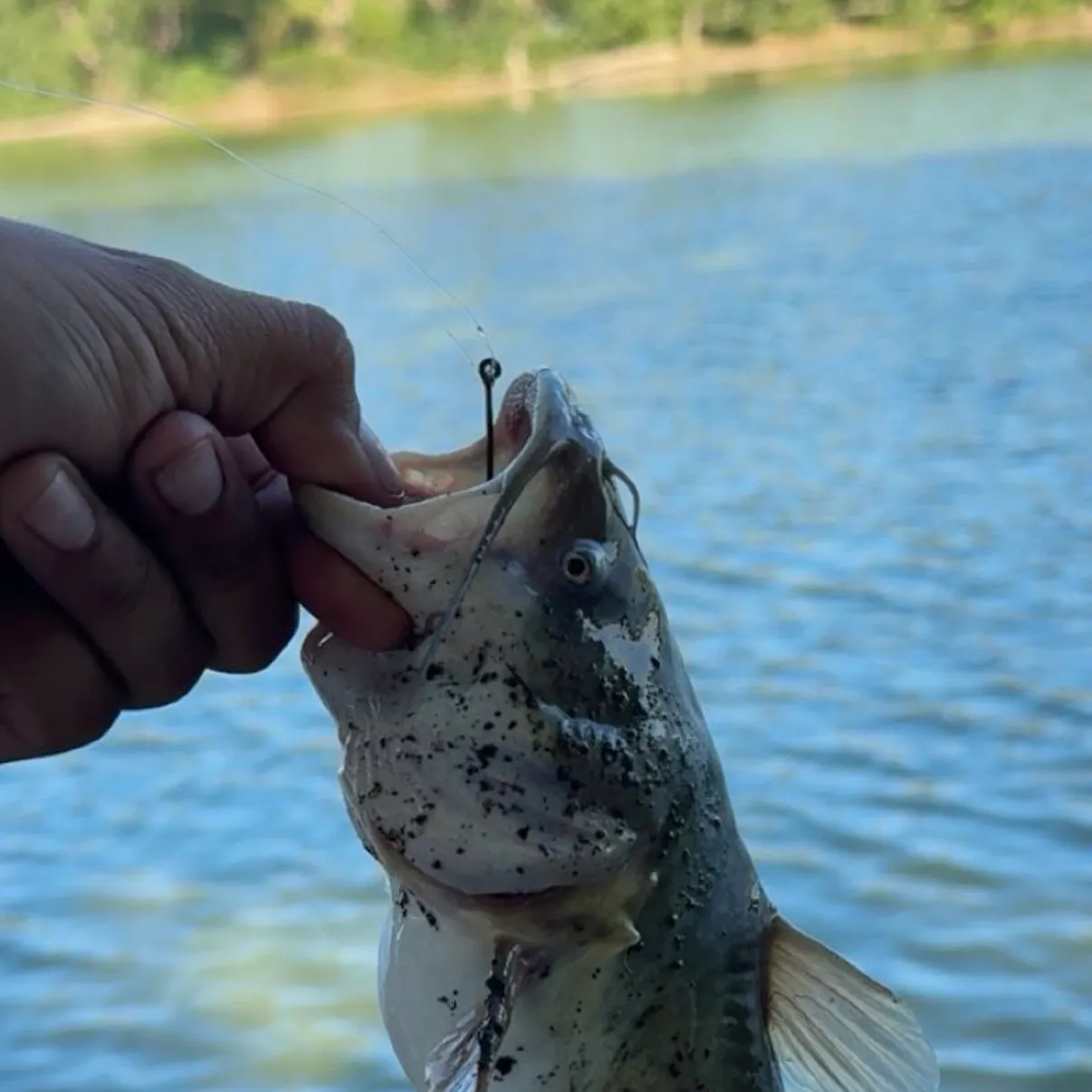 Channel catfish caught on Fishbrain