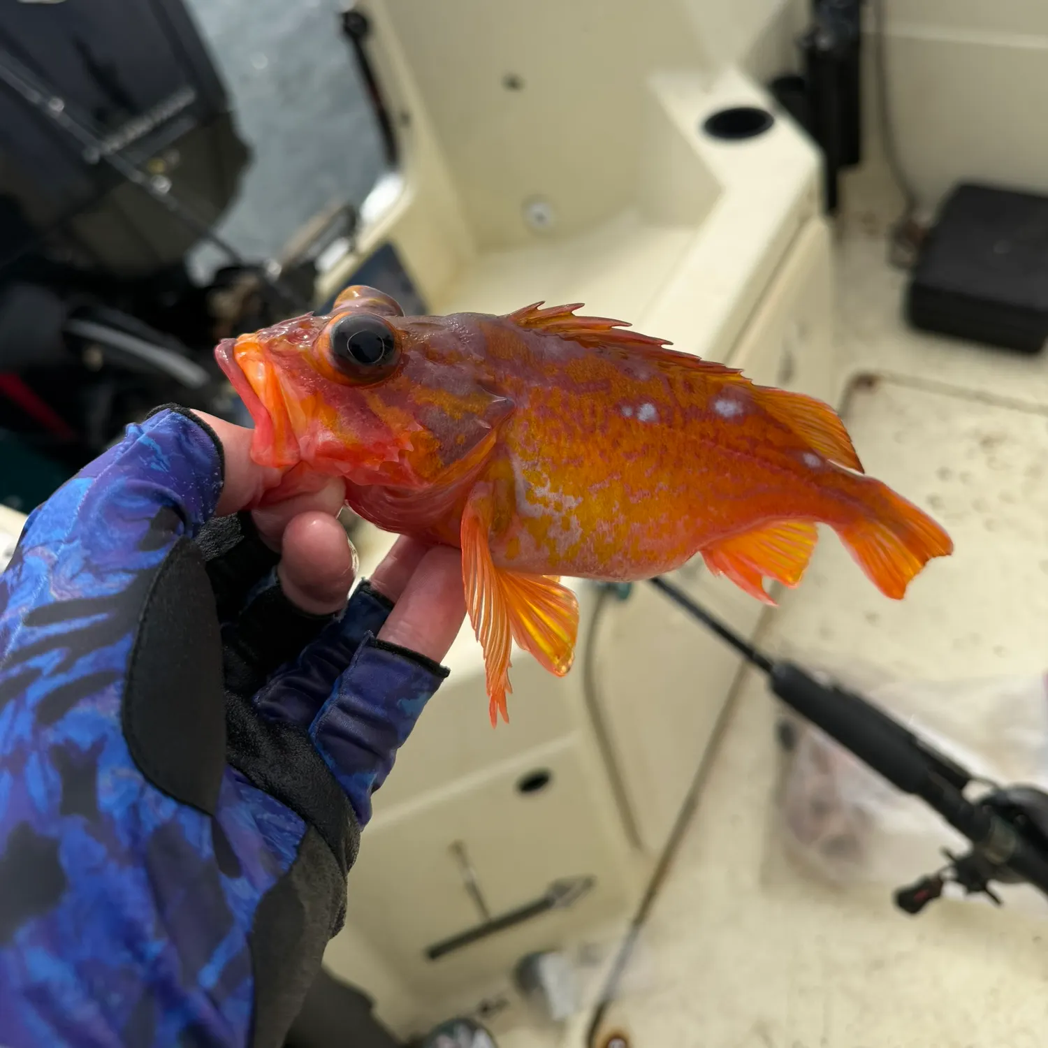 The most recent Rosy rockfish catches on Fishbrain