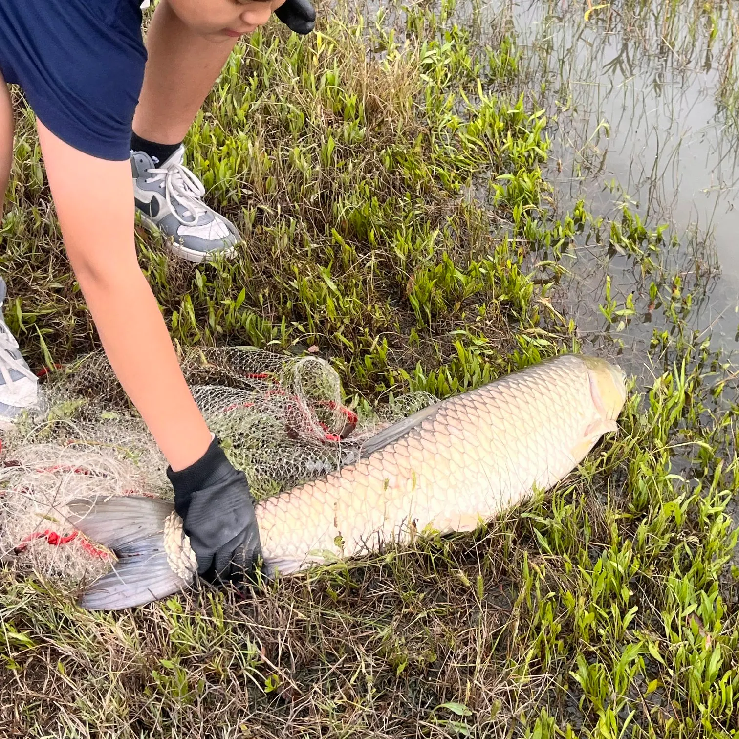 The most recent Grass carp catches on Fishbrain