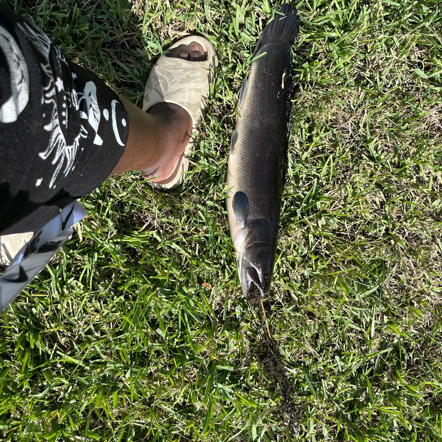 Ruddy bowfin caught on Fishbrain