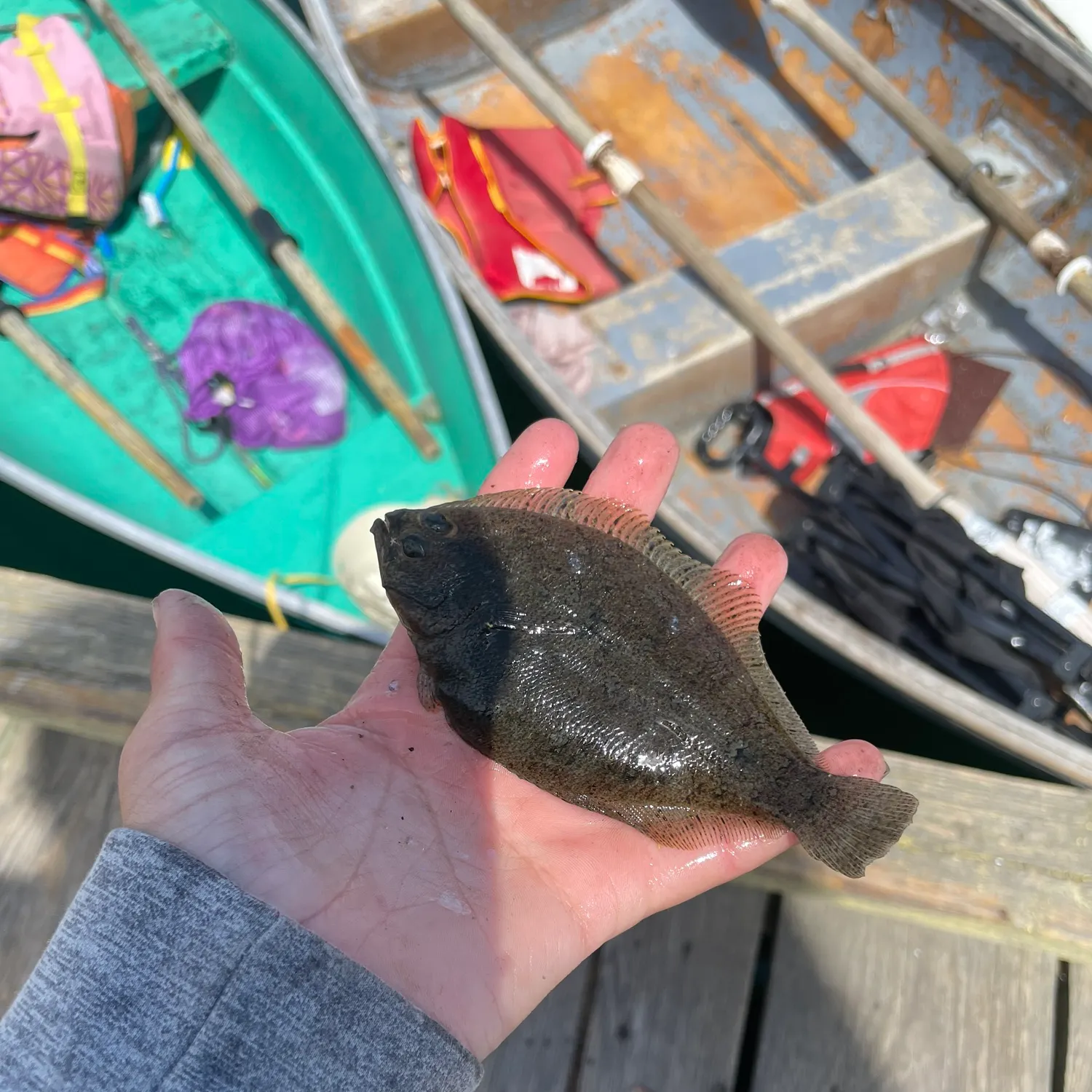 The most recent Speckled sanddab catches on Fishbrain