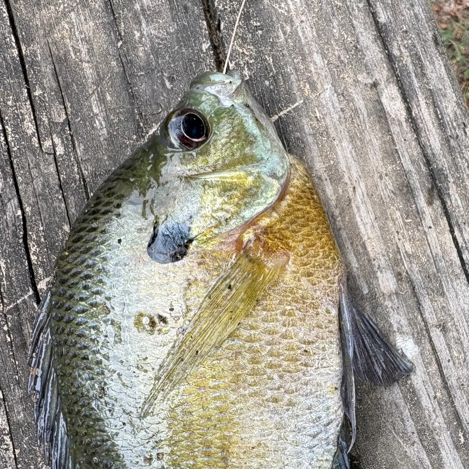 Bluegill caught on Fishbrain