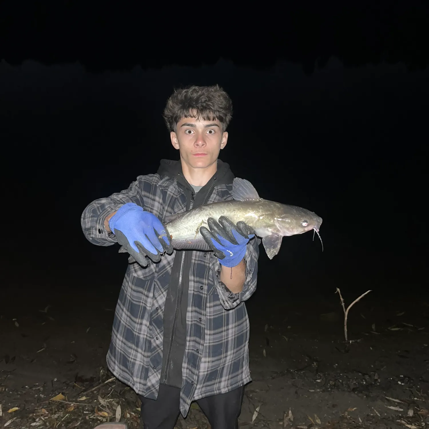 Channel catfish caught on Fishbrain