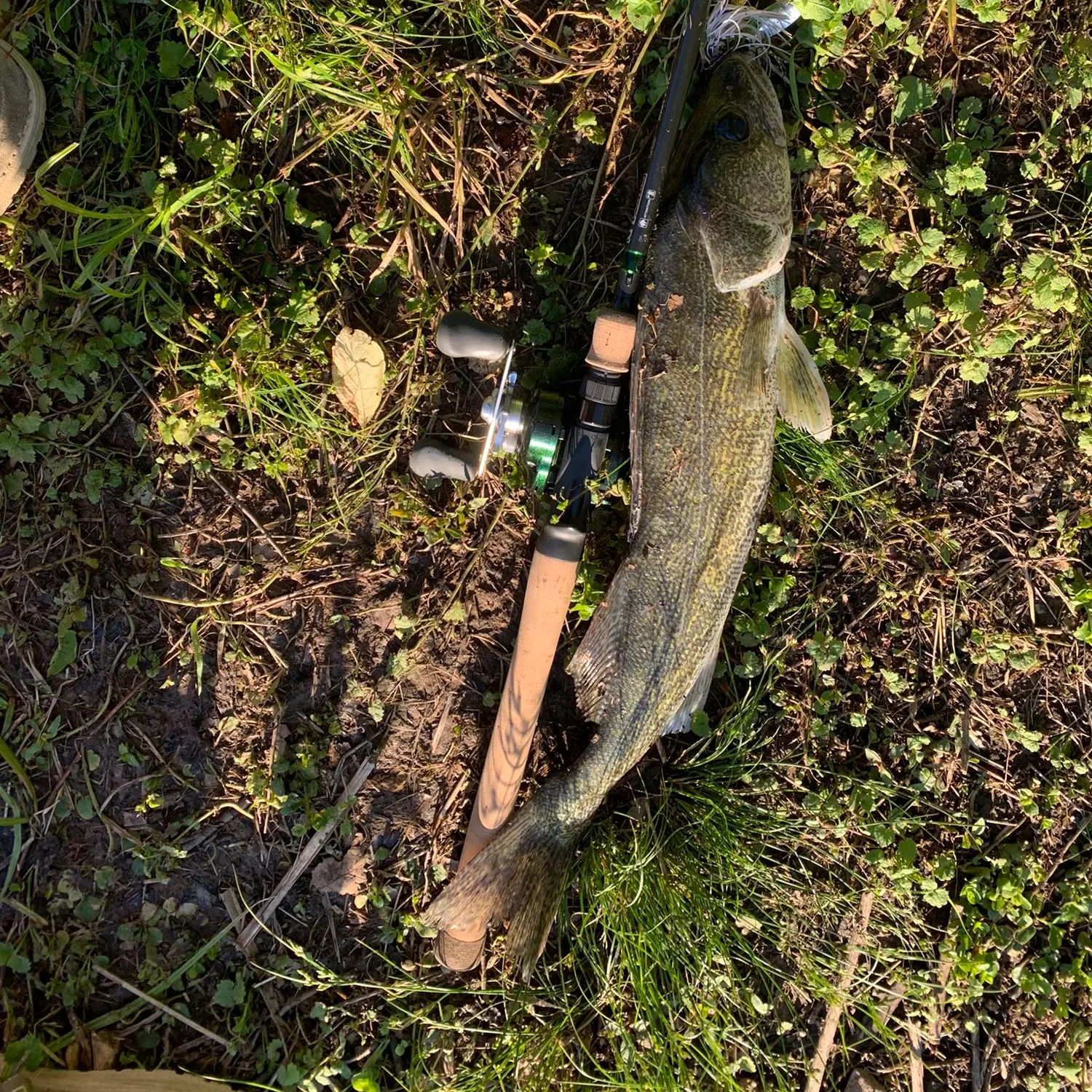 angler catch