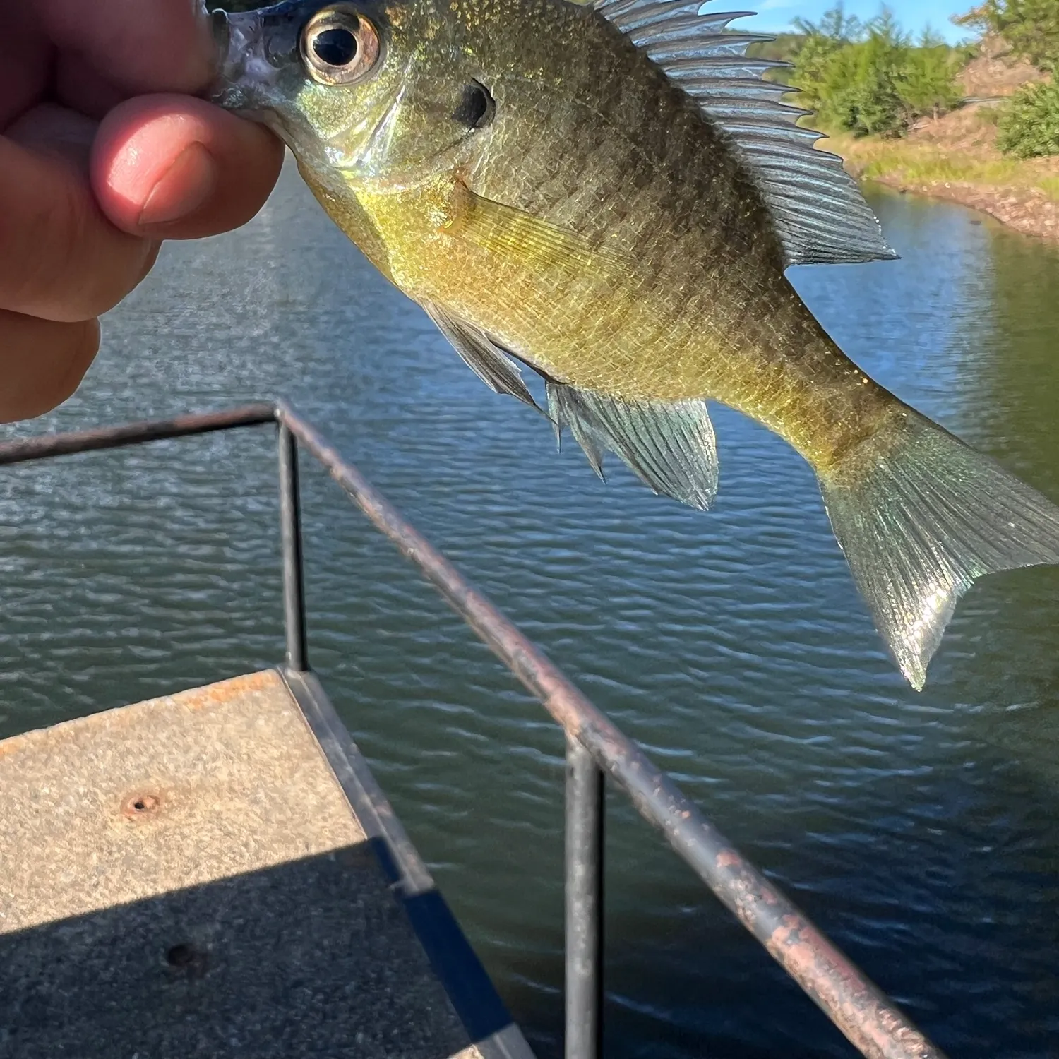 Bluegill caught on Fishbrain