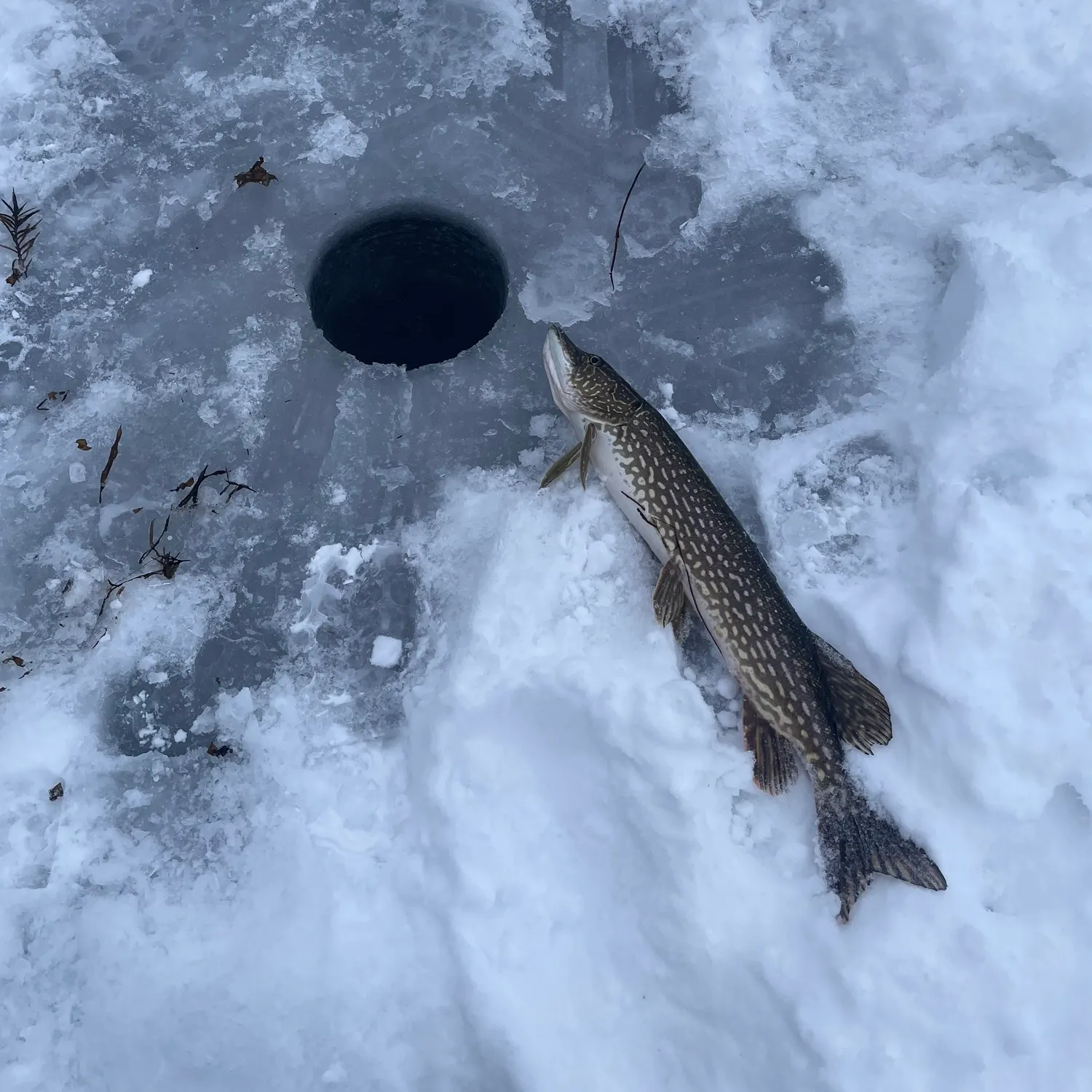 The most recent Northern pike catches on Fishbrain